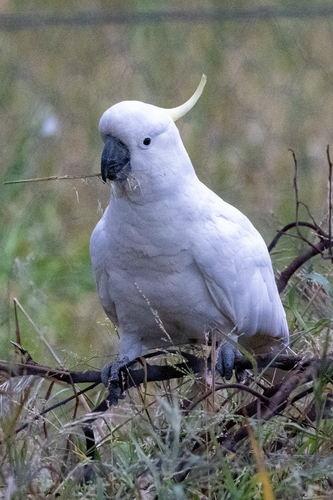 Cacatua galerita observed 2026-10-31
