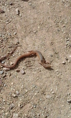 Gerrhonotus liocephalus