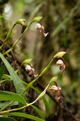 Maxillaria pyhalae