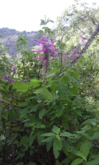 Salvia purpurea