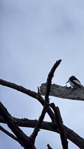 Melanerpes erythrocephalus observed 2026-10-30