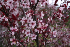 Prunus cistena
