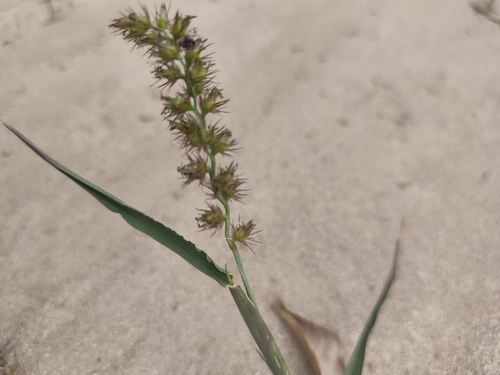 Cenchrus echinatus observed 2026-10-30