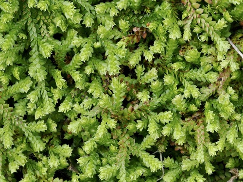 Selaginella observed 2026-10-30