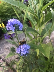 Bombus terrestris