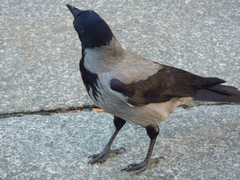 Corvus cornix