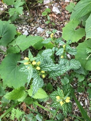 Lamium galeobdolon flavidum