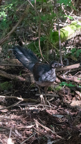 Aves observed 2026-10-30