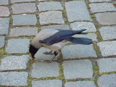 Corvus cornix