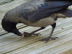 Corvus cornix