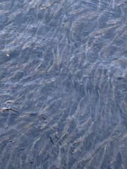 Alosa pseudoharengus