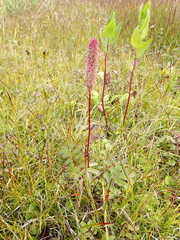 Sanguisorba stipulata
