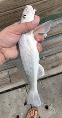 Menticirrhus littoralis