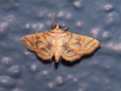 Pseudopyrausta santatalis