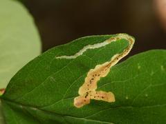 Aulagromyza cornigera