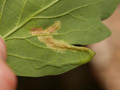 Aulagromyza cornigera
