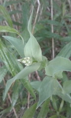 Silene vulgaris