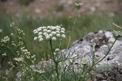 Seseli lehmannii