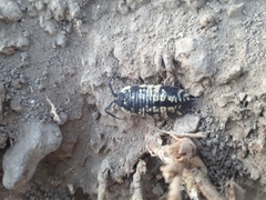 Porcellio ornatus