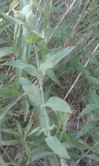 Silene vulgaris