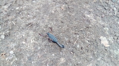 Centruroides gracilis