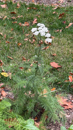 Achillea millefolium observed 2026-10-30