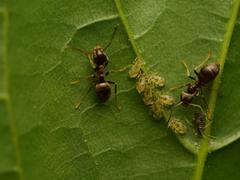 Periphyllus lyropictus