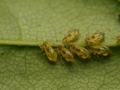 Periphyllus lyropictus