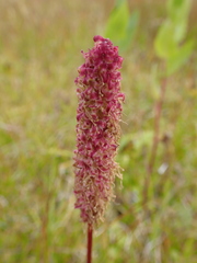 Sanguisorba stipulata