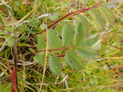 Sanguisorba stipulata