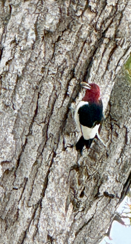 Melanerpes erythrocephalus observed 2026-10-30
