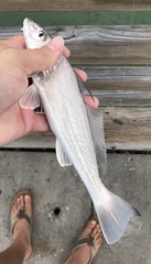 Menticirrhus littoralis