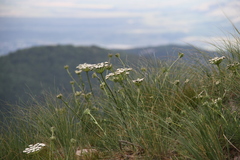 Seseli lehmannii