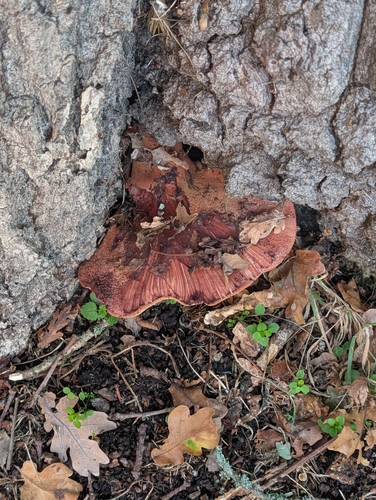 Hepaticae observed 2026-10-30