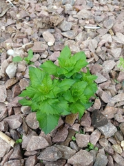 Platycodon grandiflorus