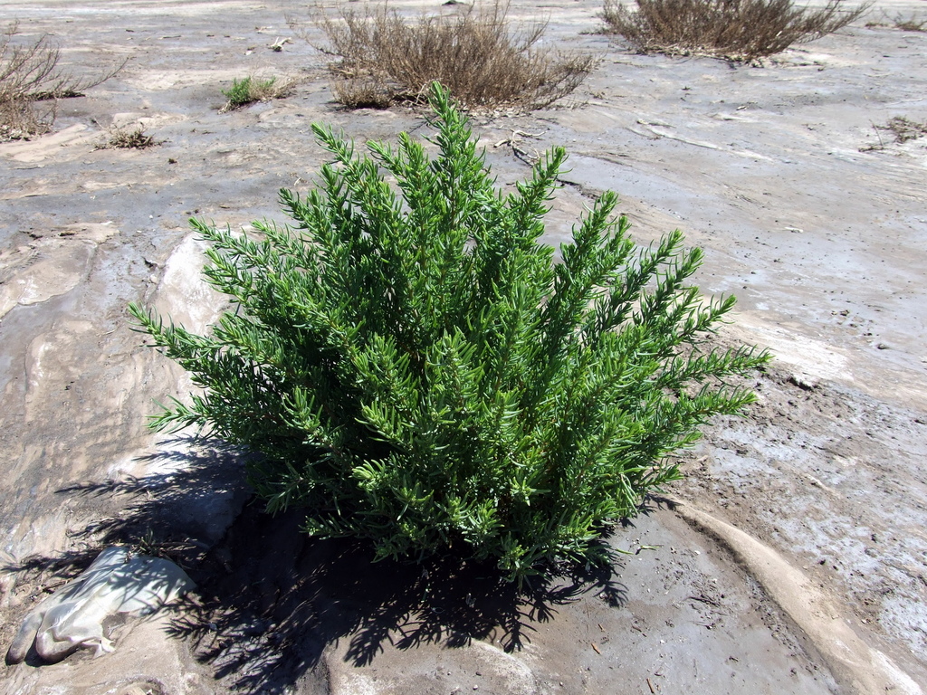 Suaeda patagonica