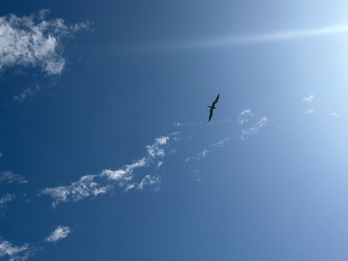 Aves observed 2026-10-30
