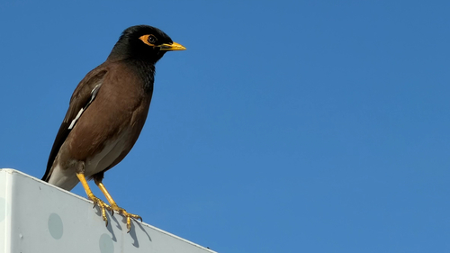 Acridotheres tristis observed 2026-10-31
