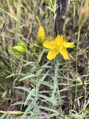 Hypericum concinnum