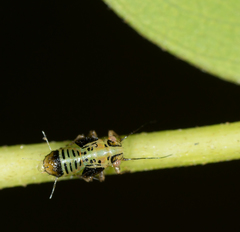 Platycorypha nigrivirga