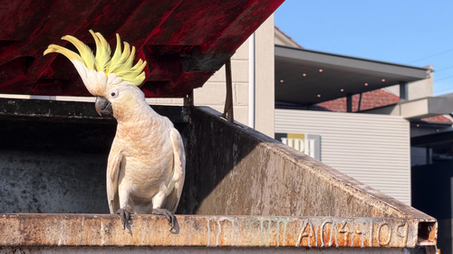 Cacatua galerita observed 2026-10-31