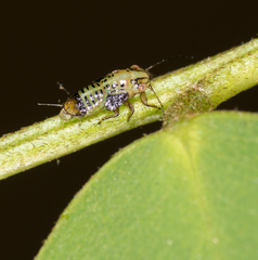 Platycorypha nigrivirga