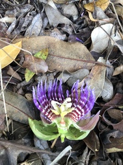 Passiflora laurifolia