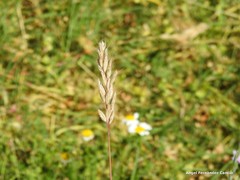 Bromus scoparius