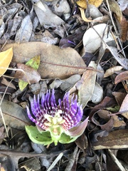 Passiflora laurifolia