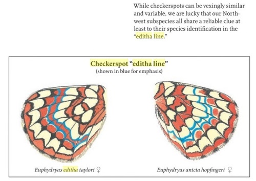 Edith's Checkerspot