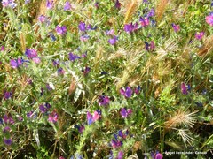 Echium plantagineum