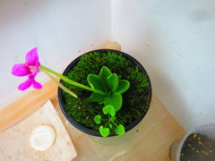 Pinguicula
