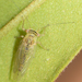 Tipu Psyllid - Photo no rights reserved, uploaded by Jesse Rorabaugh