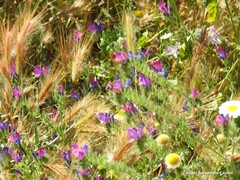 Hordeum murinum leporinum